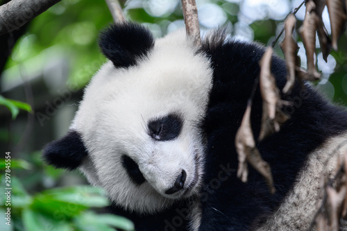 Baby Giant Panda cub sleeps on the tree between the branches and the leaves after eating the bamboo for breakfast in Chengdu, Sichuan, China.