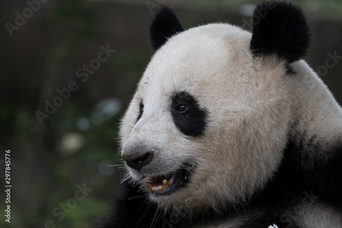 The portrait of the Giant panda. Big fat lazy Giant panda eats bamboo in the forest. Endangered wildlife. © D. Kvasnetskyy