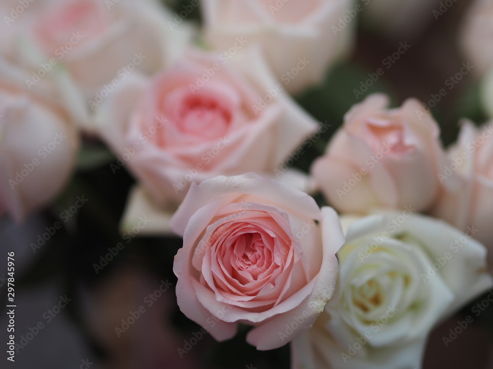 Rose pink flower beauty bouquet Rose pink flower beauty bouquet