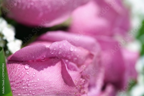 Fototapeta Naklejka Na Ścianę i Meble -  pink rose with water drops of dew