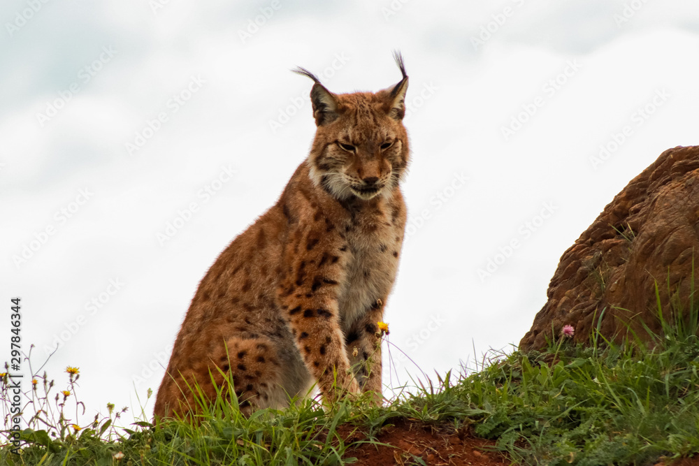 Fototapeta premium a boreal lynx resting in a rocky meadow