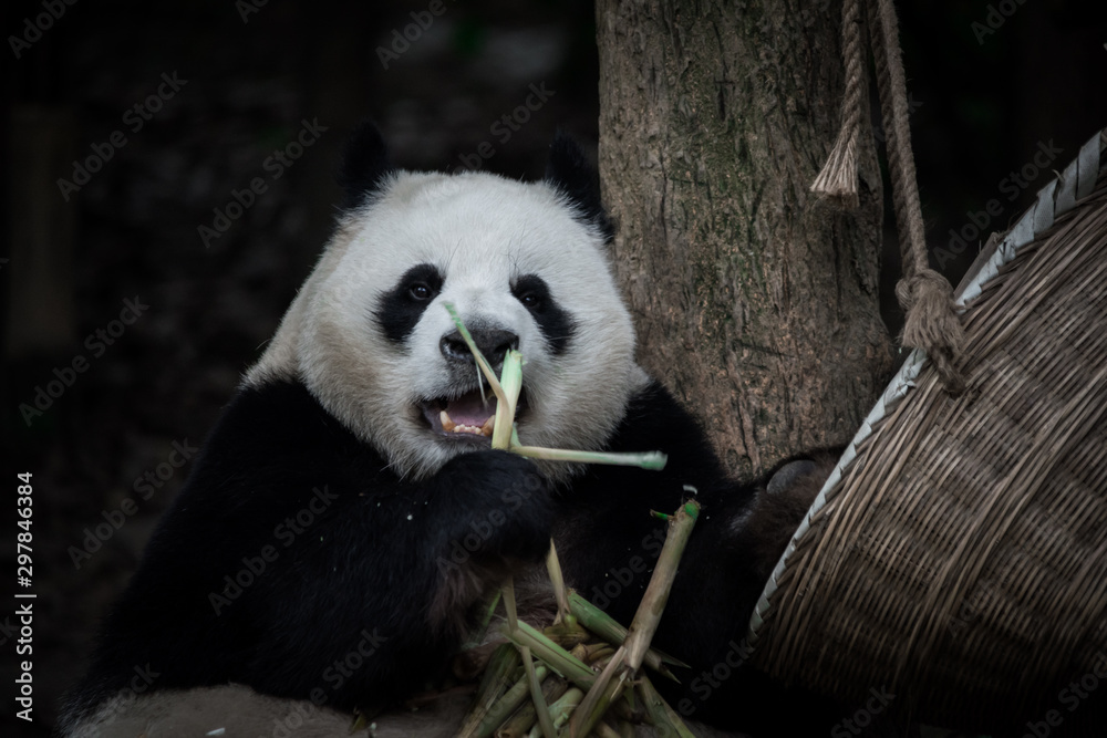 Obraz premium The portrait of the Giant panda. Big fat lazy Giant panda eats bamboo in the forest. Endangered wildlife.