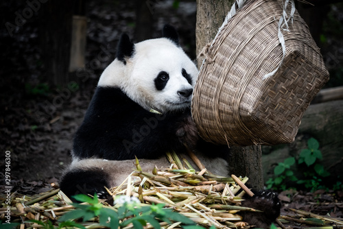 Fototapeta Naklejka Na Ścianę i Meble -  The portrait of the Giant panda. Big fat lazy Giant panda eats bamboo in the forest. Endangered wildlife.