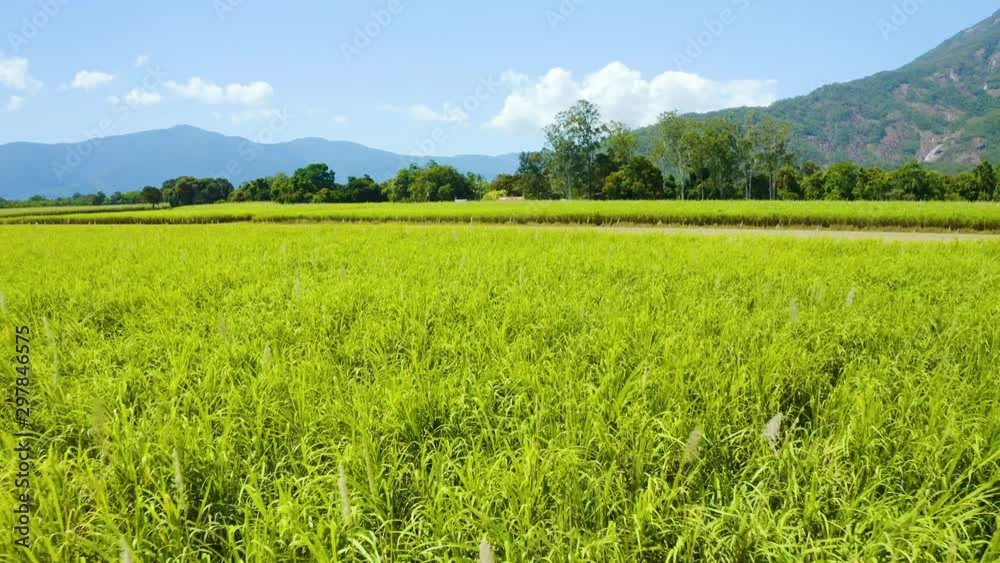Aerial, beautiful view on sugar cane plantation in Cairns, Queensland, Australia Aerial, beautiful view on sugar cane plantation in Cairns, Queensland, Australia