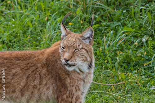 a boreal lynx resting in a rocky meadow