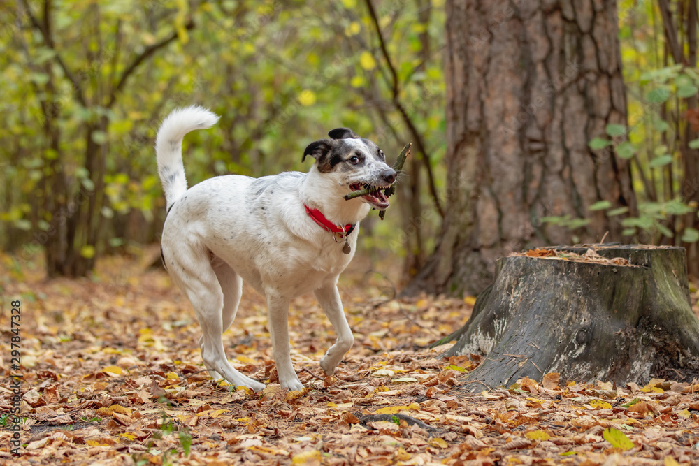 Adorable dog playing with a wooden stick on the road in the autumn forest