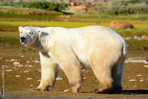 polar bear on the tundra outside Churchill, Canada © Keith