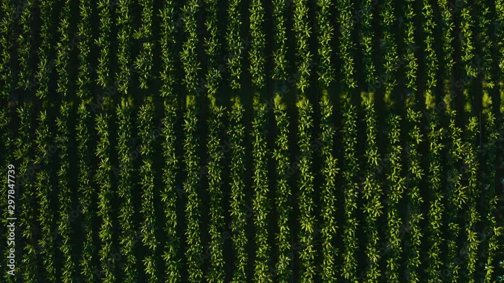 Aerial, top down view on tropical plantation