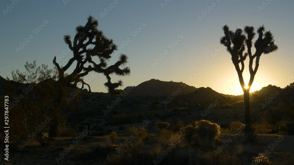 SUN FLARE, SILHOUETTE: Scenic shot of Yucca palm tree silhouettes at golden sunrise. Golden sunbeams illuminate the fascinating Joshua trees in the Mojave desert.Picturesque twilight in the desert.
