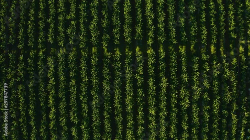 Aerial, top down view on tropical plantation photo