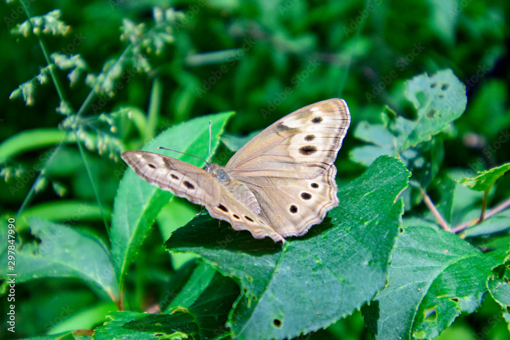 Butterfly on green leaf with green background Butterfly on green leaf with green background