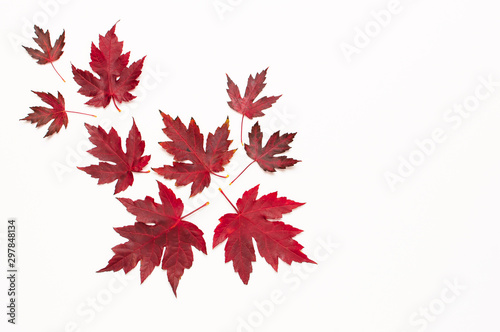 Autumn composition. Red burgundy maple leaves isolated on white background. Flat lay, top view, copy space. Fall concept. Autumn background. Creative season layout