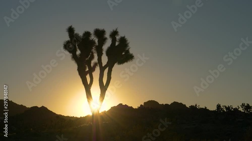 LENS FLARE, SILHOUETTE, CLOSE UP: Yucca palm tree growing in the Mojave desert is illuminated by sunrise. Beautiful shot of evening sunbeams shining on a joshua tree deep in the deserts of California. photo