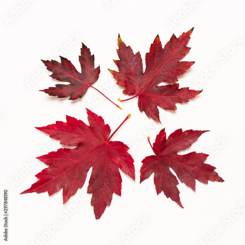 Autumn composition. Red burgundy maple leaves isolated on white background. Flat lay  top view  copy space. Fall concept. Autumn background. Creative season layout