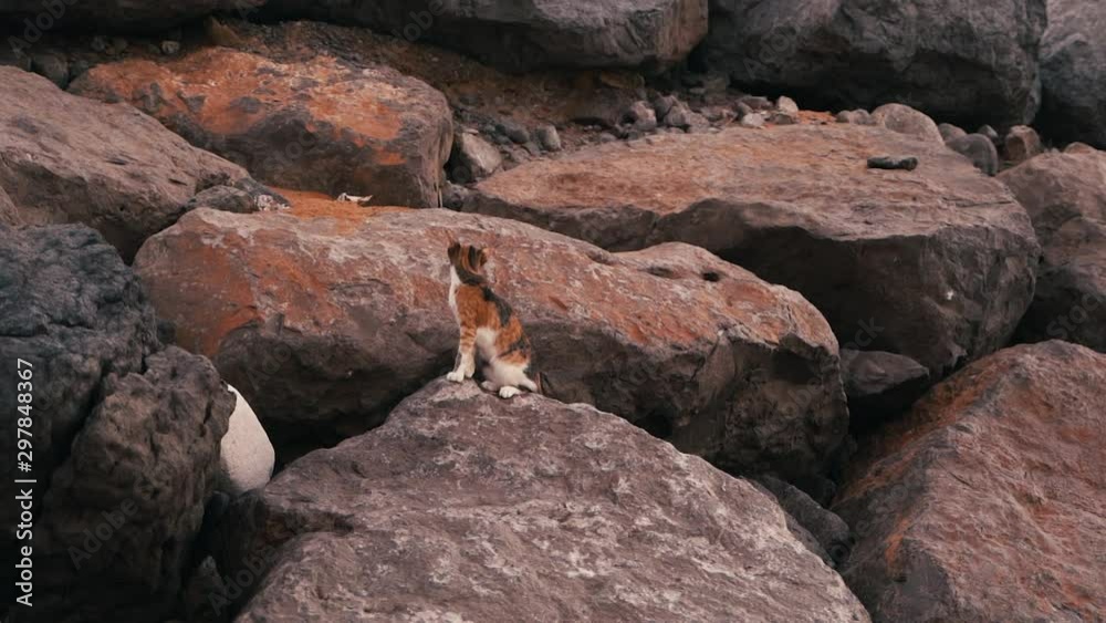 wild homeless cat at rocky shores sitting between rooks looking weirdly and scary , Cat on rock of the beach wild homeless cat at rocky shores sitting between rooks looking weirdly and scary , Cat on rock of the beach
