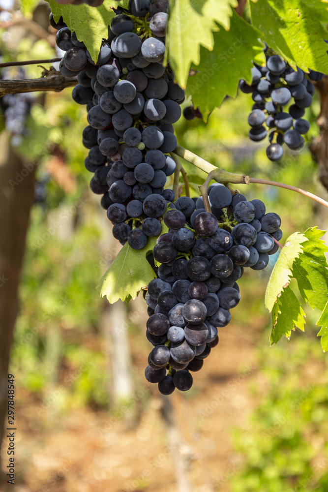 Italian white grapes in Puglia