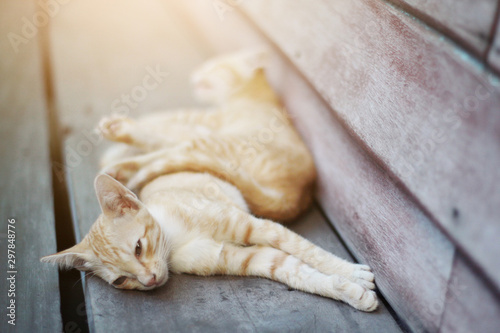 Kitten orange striped cat sleeping and relax on wooden terrace with natural sunlight