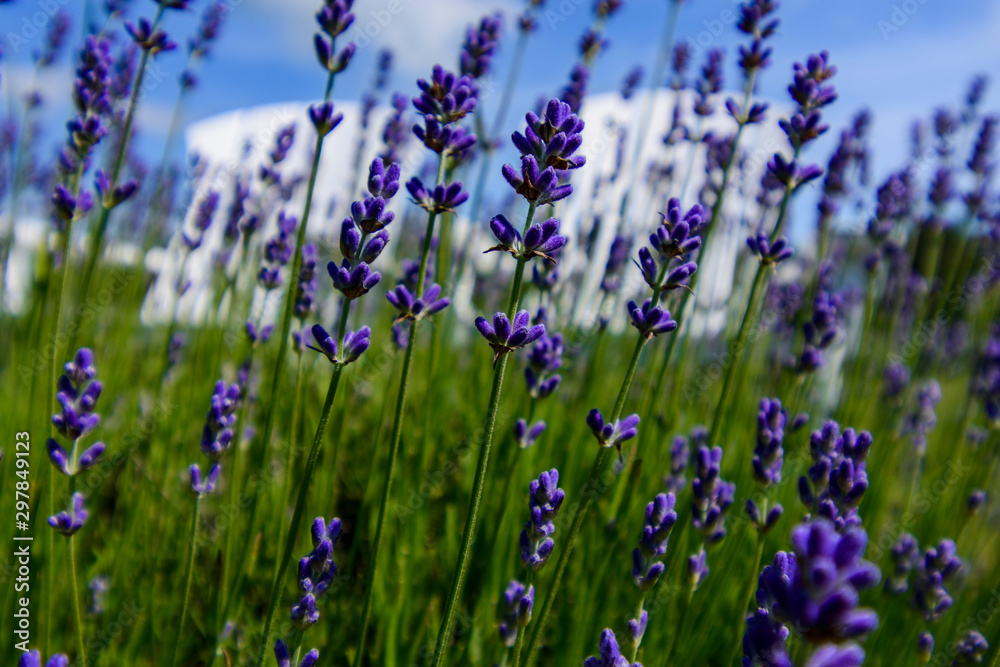 field of lavender flowers with two white chairs in background