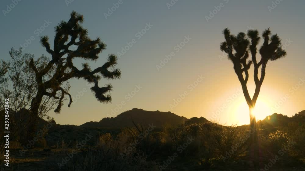COPY SPACE, AERIAL, LENS FLARE: Golden sunrise illuminates the fascinating plants growing in the famous Joshua tree national park. Evening sunbeams shine on Yucca palm trees growing in Mojave desert.