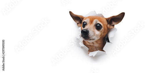 Bug-eyed muzzle. The head of old dog through a hole on a white torn paper background. Russian Toy Terrier. Horizontal studio image, copy space. Concept of spy, curiosity and snoop.
