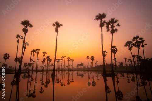 Beautiful scenery silhouette Sugar Palm Tree on the rice field during twilight sky before Sunrise in the moring with Reflection on the Water at Pathumthani province,Thailand.