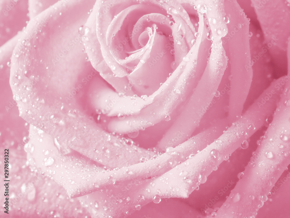 Blurred of rose flowers pink blooming. in the pastel color style for background. Blurred of rose flowers pink blooming. in the pastel color style for background.