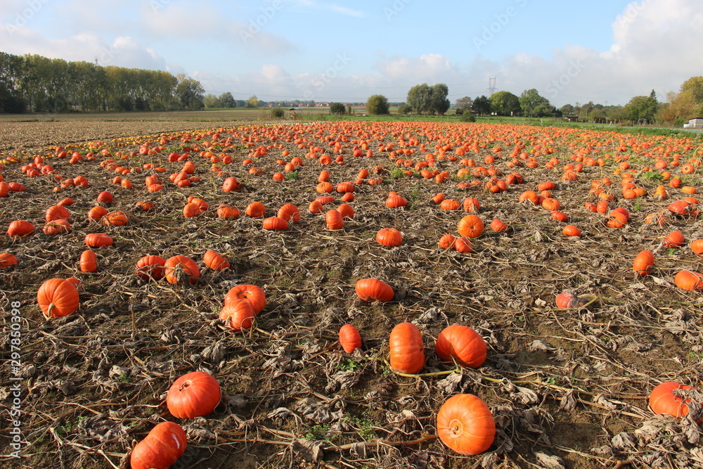 Fototapeta premium citrouilles halloween