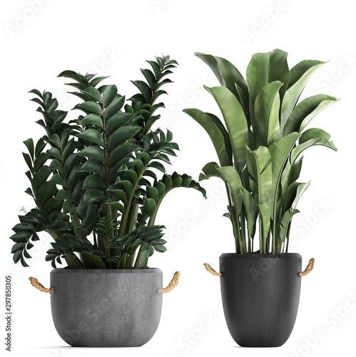  tropical plants on white background