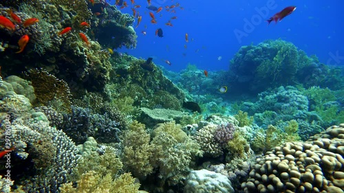 Wallpaper Mural Life in the ocean. Tropical fish and coral reefs. Beautiful corals.  Torontodigital.ca