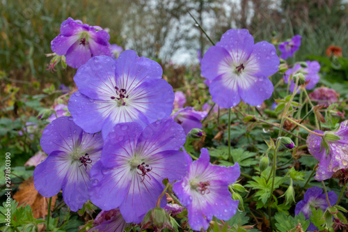 Geranium Azure Rush garden plant