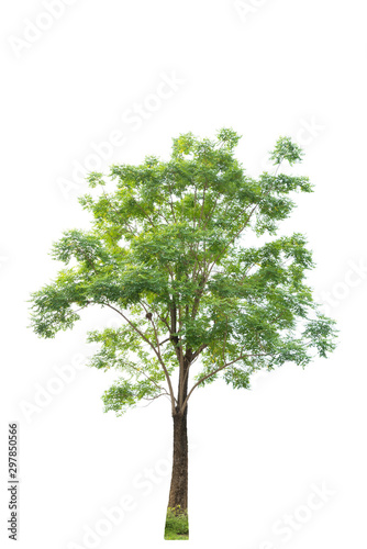 Tree isolated on white background