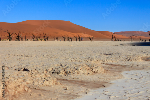 Dead trees in the Sossusvlei valley  Namibia