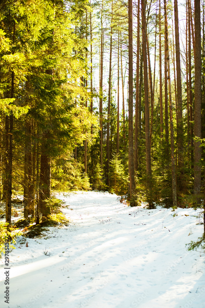Fototapeta premium road in the forest