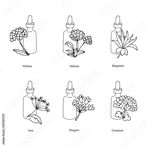 Hand drawn plants for aromatherapy with bottles of the oil. Sketch flowers collection for Alternative medicine. Vector illustration.
