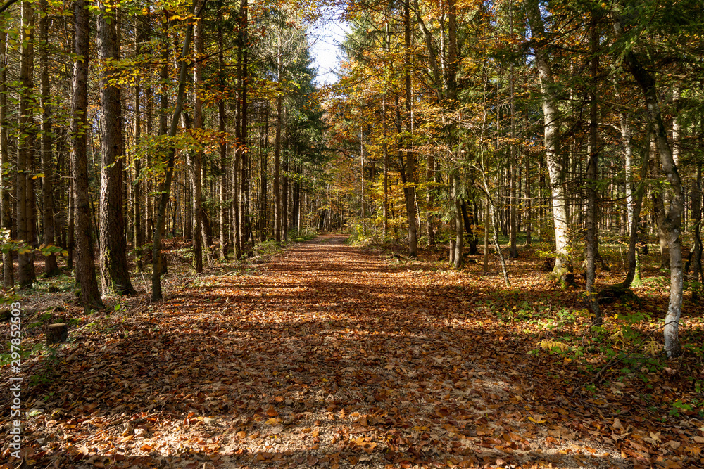 Fototapeta premium Herbst in Möhringen