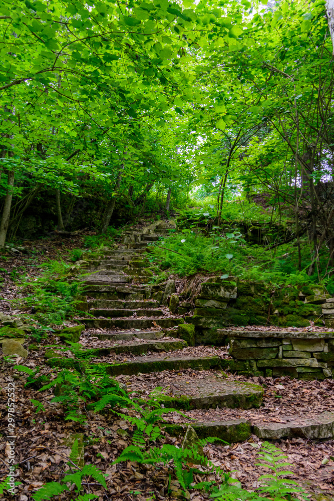 Obraz premium stair path in the forest