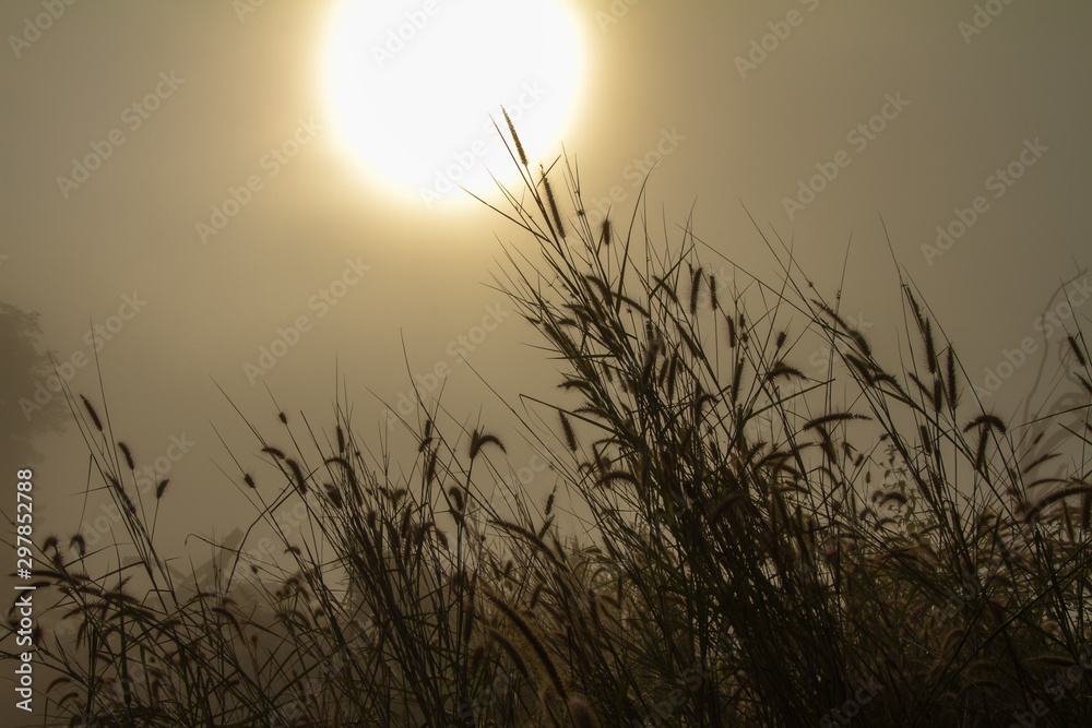 grass flowers with sunrise