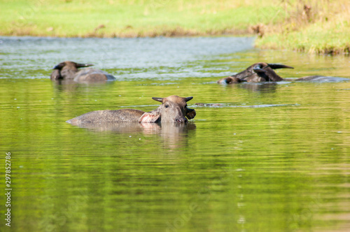 Buffaloes are swimming in a pond