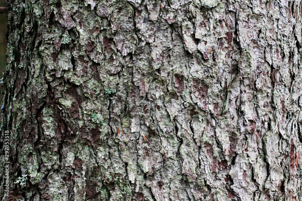 bark tree texture, bark tree texture,