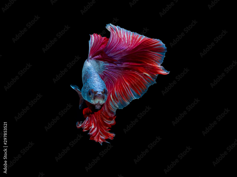 Action and movement of Thai fighting fish on a black background Action and movement of Thai fighting fish on a black background