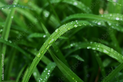 Large rain droplets on a long daylily leaf