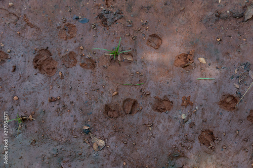 Deer footprints on moist ground. photo