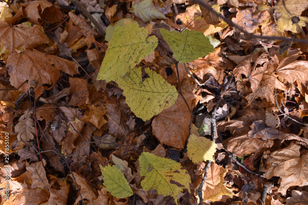 Листья в лесу осенью