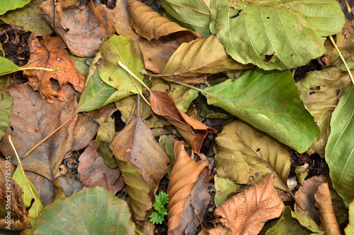 Dry fallen leaves in the autumn forest lie on the ground close-up