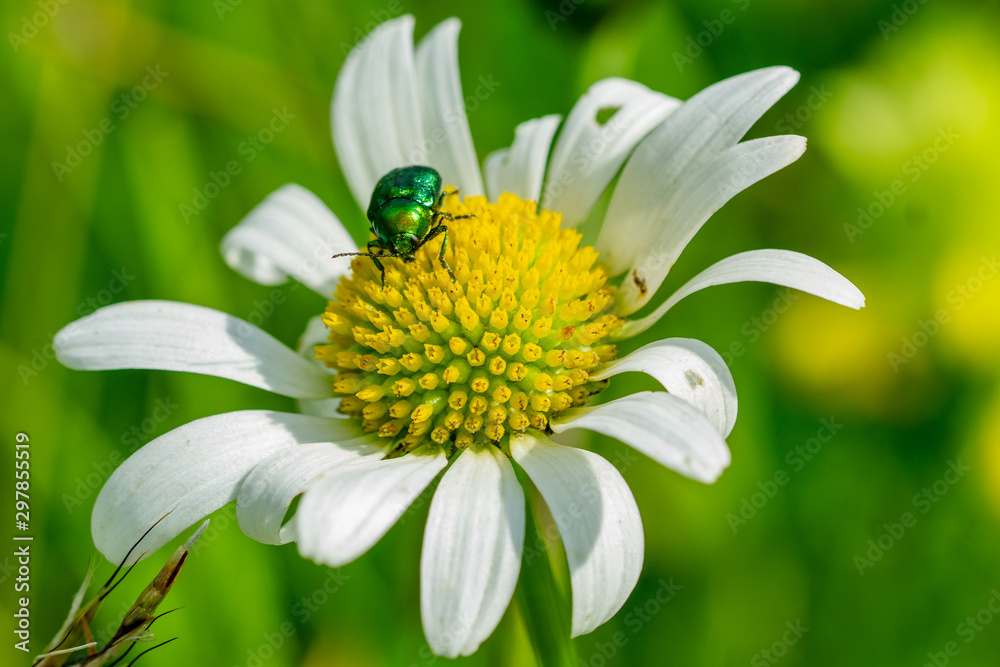 Obraz premium Fehlatal Neufra