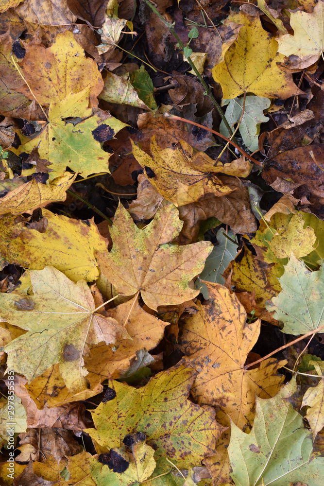 Сухие желтые листья лежат на земле, в осеннем октябрьском парке, крупным планом.