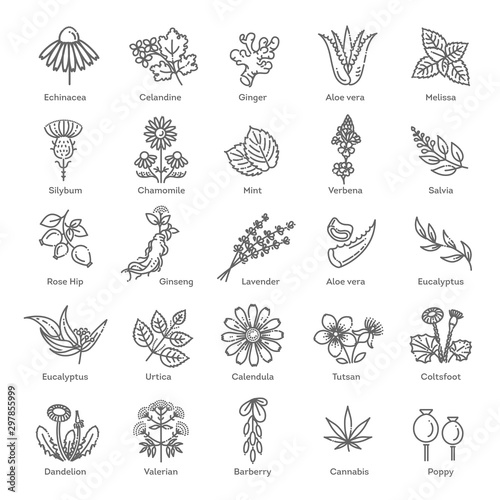 Herbs collection. Medical healthy flowers and herbs nature plants