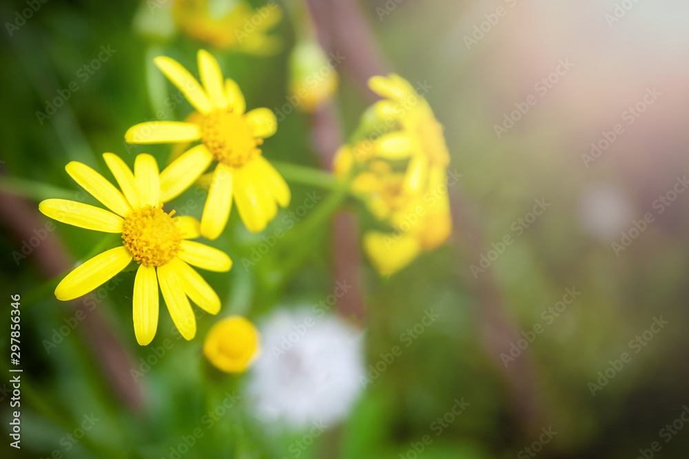 Closeup view of beautiful yellow flowers on blurred green background on a sunny day Closeup view of beautiful yellow flowers on blurred green background on a sunny day