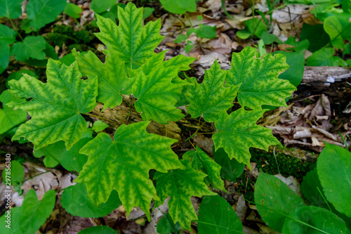 green leaves on forest ground