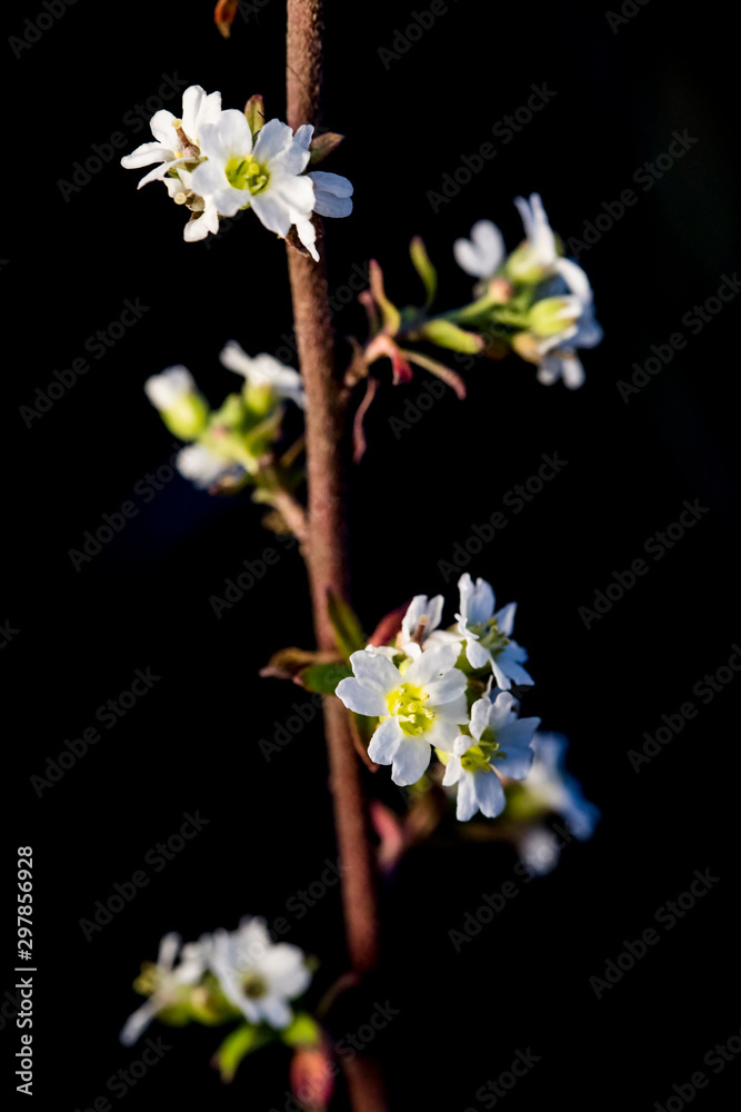 Obraz premium Dry autumn grass shot on a dark background close-up.